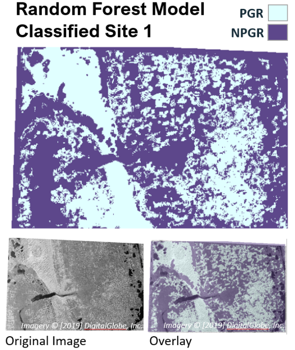 A raster image is a classified map using the random forest model where GLCM contrast, homogeneity, dissimilarity, and entropy are used to predict NPGR (non-polygonal ground regions, purple) or PGR (polygonal ground regions, blue) with 92% overall accuracy