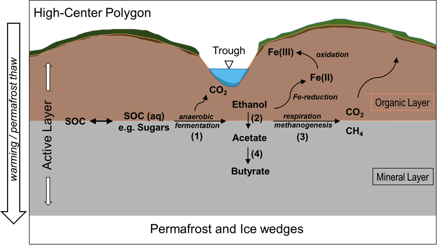 Conceptual model of anaerobic labile soil organic carbon (SOC) degradation pathways in the active layer of polygonal tundra upon warming.