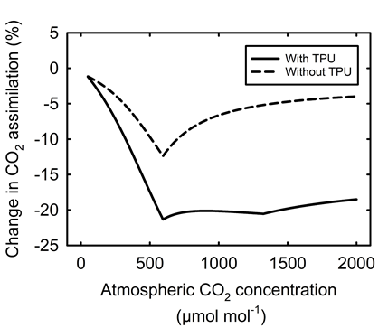 The effect of current TBM representation of TPU on the modeled gross CO2 assimilation rate